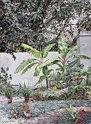El Patio  1978 24x18